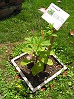 Phytolacca, Phutolacca americana (Lyon, Parc de la Tete d'or, 2012)(4)